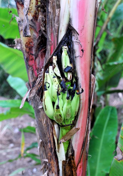 KL32_13102012_PISANG_BATANG