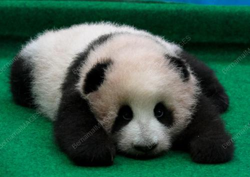 KL32_17112015_PANDA