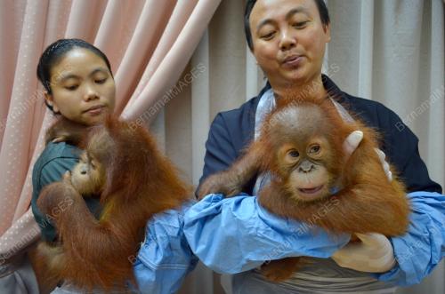 KL32_19102015_ORANGUTAN