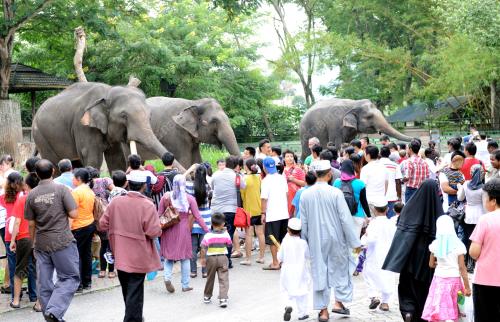 KL32_20082012_GAJAH
