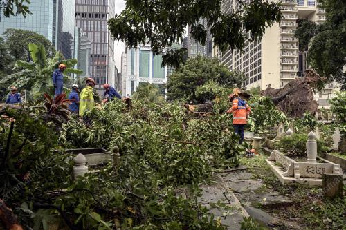 POKOK TUMBANG TANAH PERKUBURAN