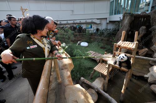 KL32_25062014_PANDA