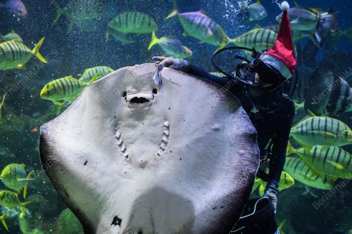 SAMBUTAN KRISMAS DI AQUARIA