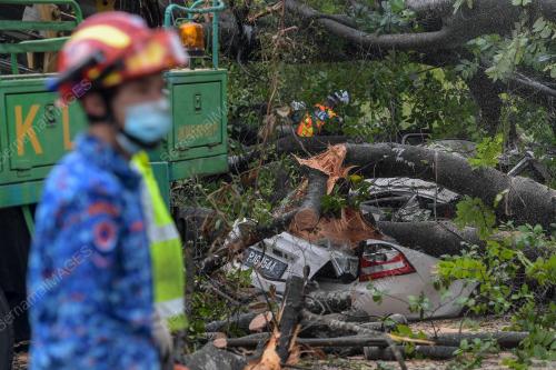POKOK TUMBANG DI JALAN TRAVERS