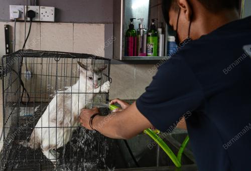 VETERINAR_LOCKDOWN
