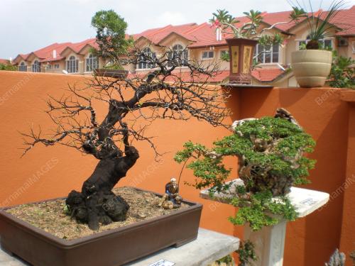 _BONSAI