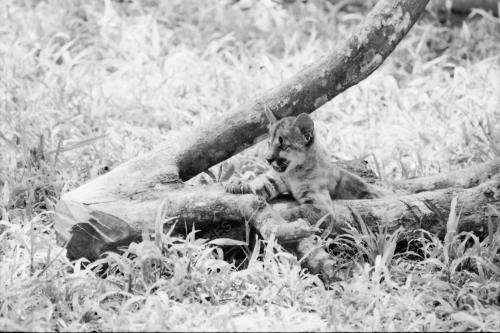 ZOO NEGARA