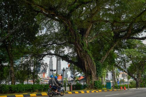 TINJAUAN POKOK BERUSIA