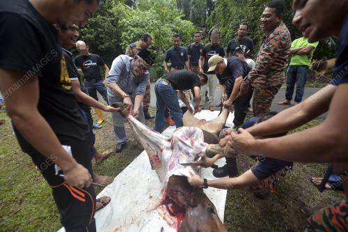 KL33_12092016_PENGASIH