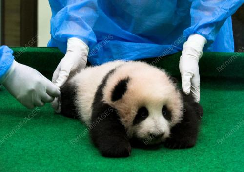KL33_17112015_PANDA