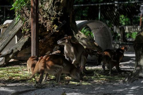 ZOO NEGARA KEMBALI ALAMI KRISIS KEWANGAN