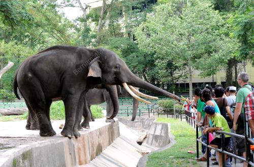 KL33_20082012_TEBU