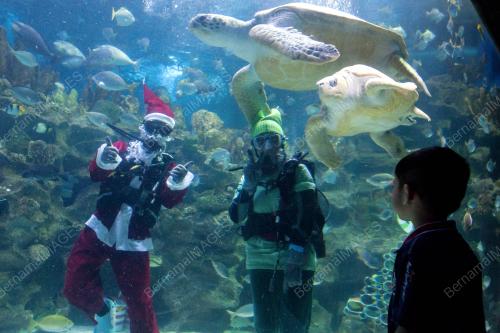 KL33_21122016_SANTA_AQUARIA