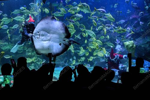 SAMBUTAN KRISMAS DI AQUARIA