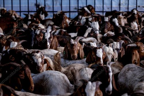 IBADAH KORBAN KAMBING KOMUNITI INDIA MUSLIM