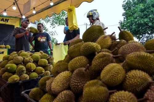 MUSIM DURIAN