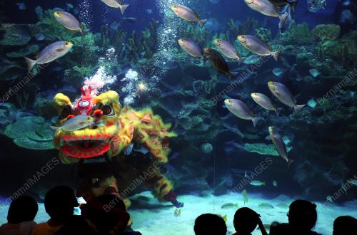 TARIAN SINGA DI AQUARIA KLCC
