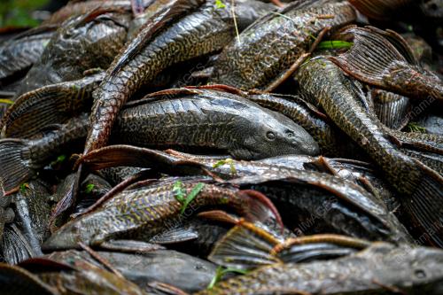 KOMUNITI PEMBURU IKAN BANDARAYA