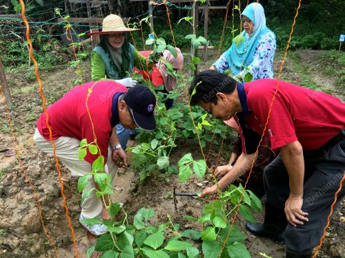 KL34_08112015_KEBUN