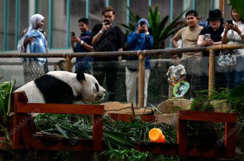 KEHADIRAN PANDA DI ZOO NEGARA