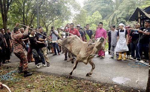KL34_12092016_PENGASIH