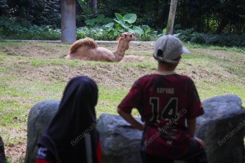 TINJAUAN CUTI HUJUNG MINGGU DI ZOO NEGARA