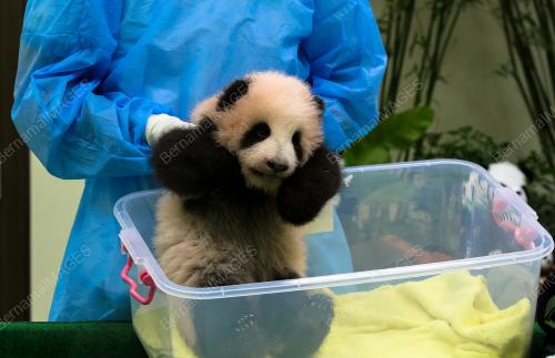 KL34_17112015_PANDA