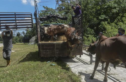 RAGAM LEMBU MENJELANG RAYA AIDILADHA