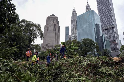 POKOK TUMBANG TANAH PERKUBURAN