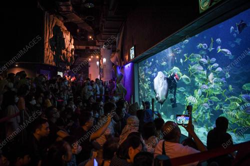 SAMBUTAN KRISMAS DI AQUARIA