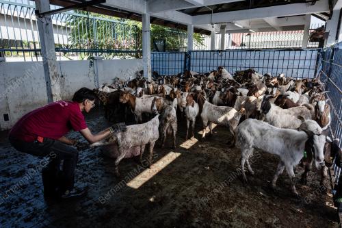 IBADAH KORBAN KAMBING KOMUNITI INDIA MUSLIM