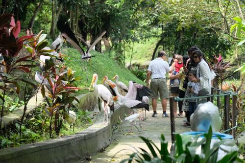 KL34_29052018_BURUNG_BN201805289537