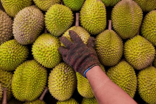 MUSIM DURIAN