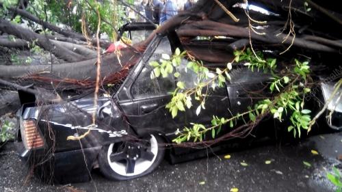 KL35_08052015_POKOK_KERETA