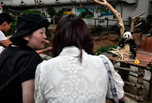 KEHADIRAN PANDA DI ZOO NEGARA