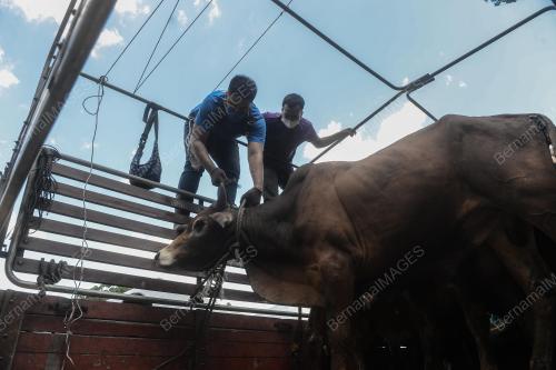 RAGAM LEMBU MENJELANG RAYA AIDILADHA