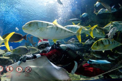 KL35_21122016_SANTA_AQUARIA