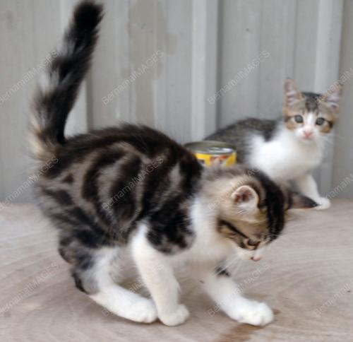 KUCING-KALIMAH ALLAH