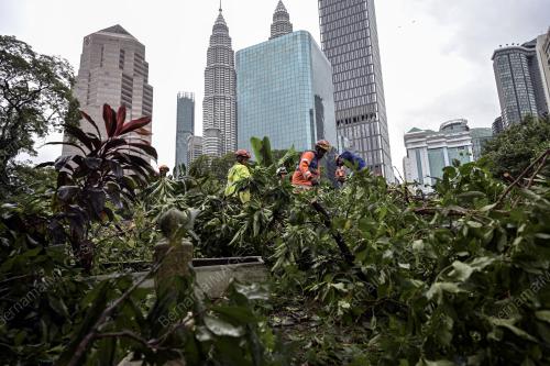 POKOK TUMBANG TANAH PERKUBURAN