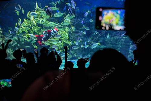SAMBUTAN KRISMAS DI AQUARIA