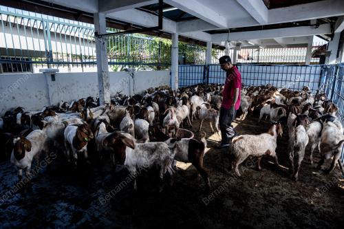 IBADAH KORBAN KAMBING KOMUNITI INDIA MUSLIM