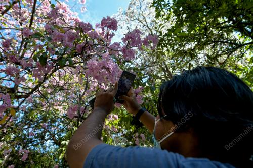 FENOMENA POKOK TEKOMA MENJADI TARIKAN