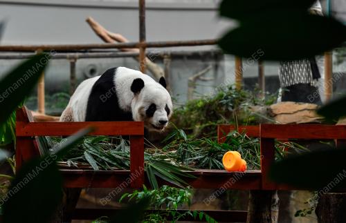 KEHADIRAN PANDA DI ZOO NEGARA