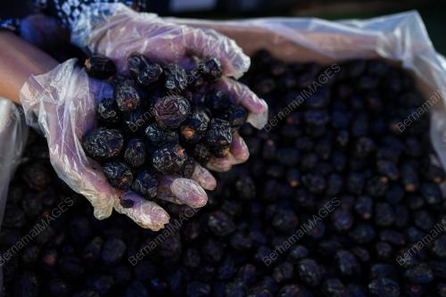 TINJAUAN JUALAN BUAH KURMA