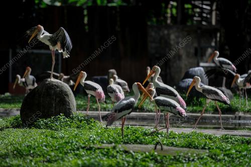 ZOO NEGARA KEMBALI ALAMI KRISIS KEWANGAN