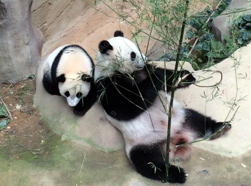 KL36_18082016_PANDA