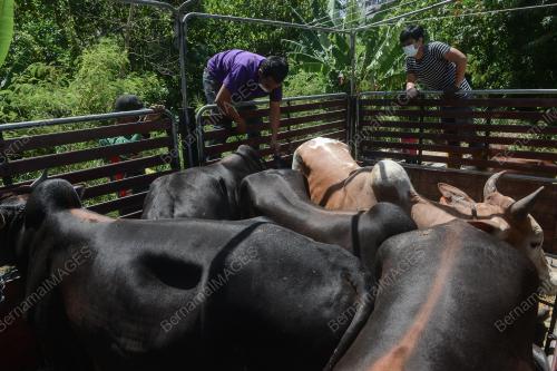 RAGAM LEMBU MENJELANG RAYA AIDILADHA