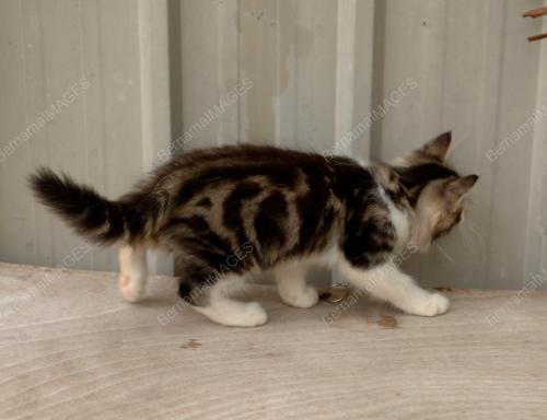 KUCING-KALIMAH ALLAH