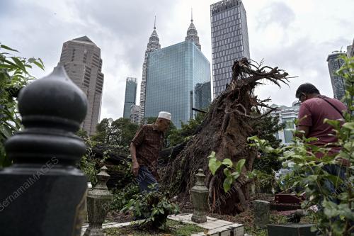 POKOK TUMBANG TANAH PERKUBURAN