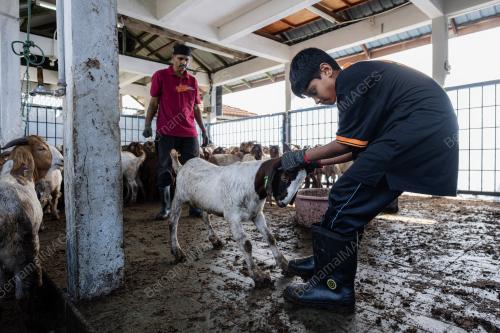 IBADAH KORBAN KAMBING KOMUNITI INDIA MUSLIM